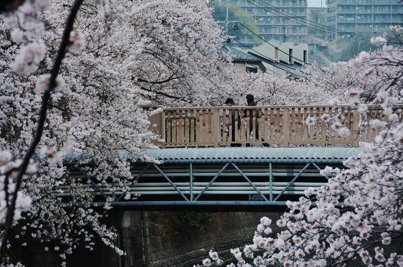 桜　2013　フィナーレ　大岡川_d0065116_18334322.jpg