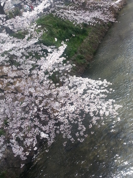 SAKURA 2013_d0111217_13402396.jpg