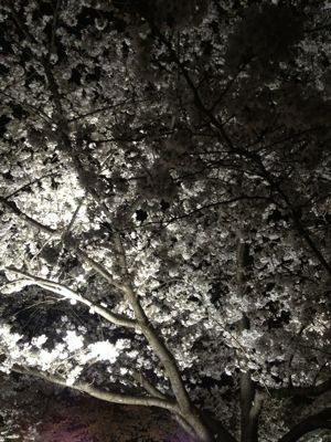 夜桜_e0183917_15121479.jpg