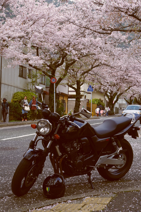 レトロな桜。_e0157722_20544978.jpg