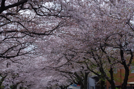 レトロな桜。_e0157722_20594512.jpg