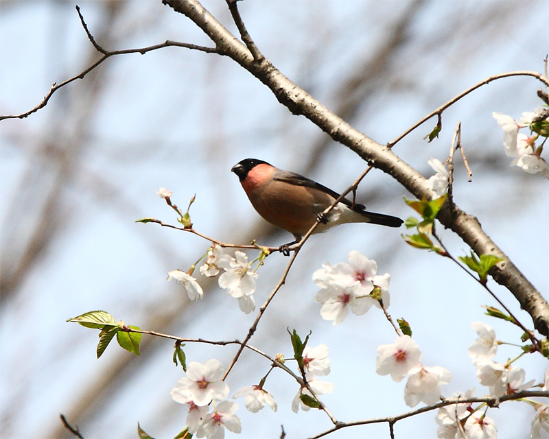桜にコゲラ　マヒワ　ウソ　_f0212722_170108.jpg