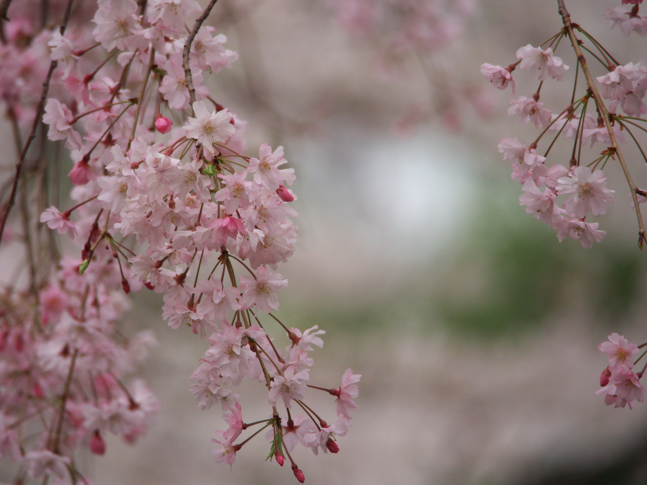 洗足池公園の桜_b0093625_14471928.jpg