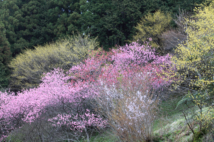 西吉野の花めぐり_e0025930_18413864.jpg