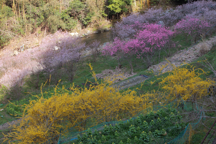 西吉野の花めぐり_e0025930_18423793.jpg