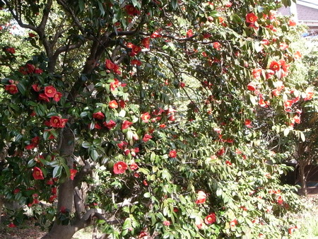 ツバキ 2013 春_f0218831_11383696.jpg