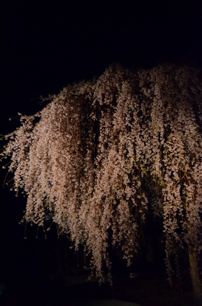 高台寺　枝垂れ桜　夜会_a0287533_21301769.jpg