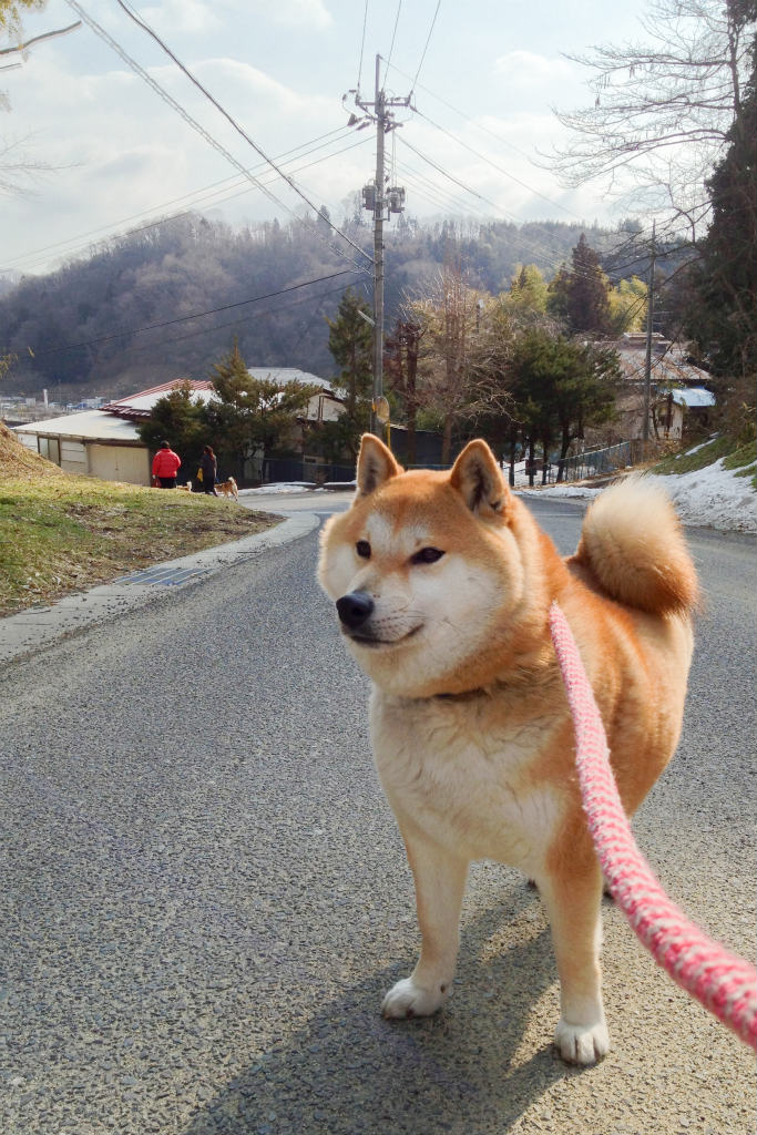 動物救護シェルターの犬猫さんたち　＃8_c0009934_18122040.jpg