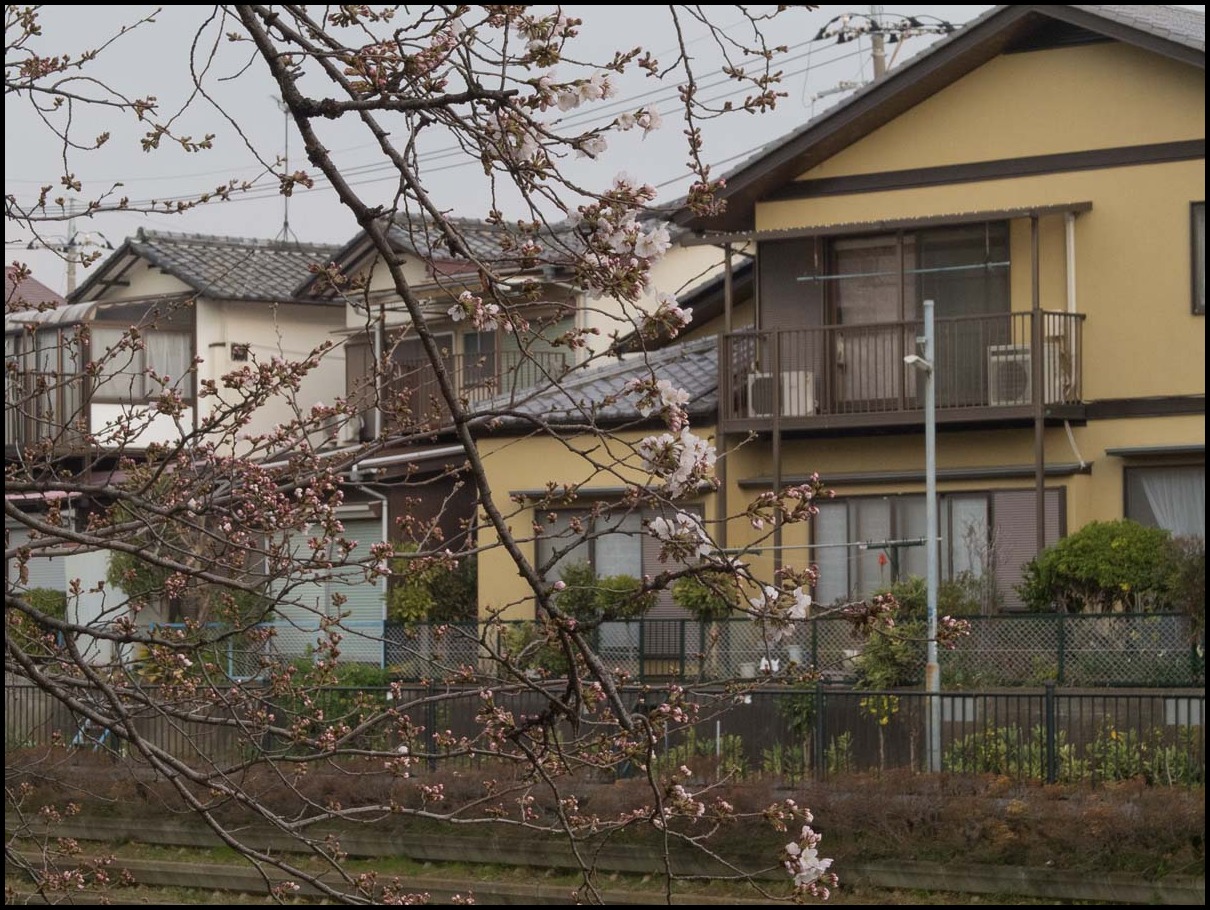 野川桜のある風景　ｂｙ塾長_b0142435_8252498.jpg