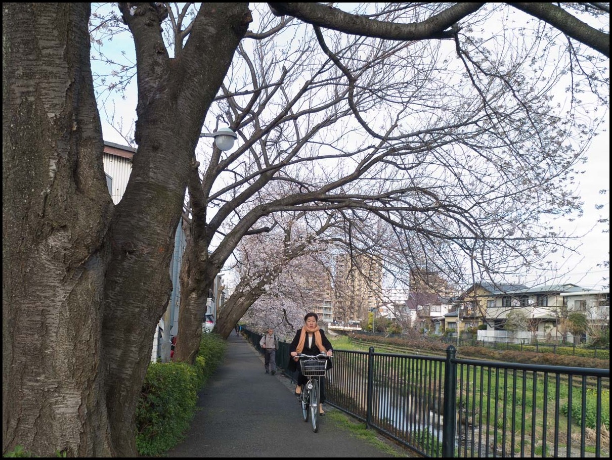 野川桜のある風景　ｂｙ塾長_b0142435_8262610.jpg