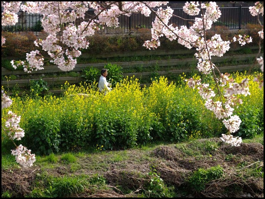 野川桜のある風景　ｂｙ塾長_b0142435_842171.jpg