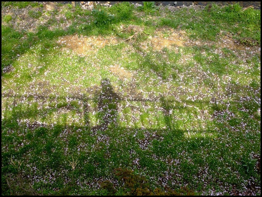 野川桜のある風景　ｂｙ塾長_b0142435_8433375.jpg