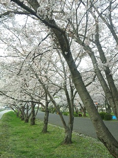 中津城と桜♪_d0244839_127030.jpg