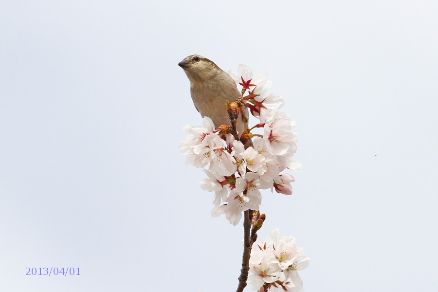 ニュウナイスズメ　①_f0054739_16482298.jpg