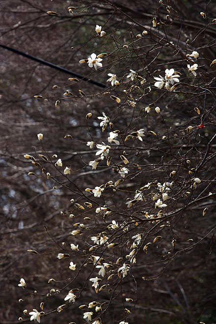 春の花たち_c0067040_23311565.jpg