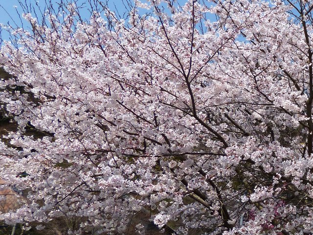 桜の季節の豊後路、国東半島の旅　その3　国宝・富貴寺_e0027240_13494490.jpg