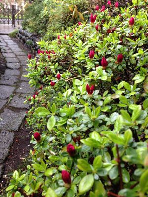 庭の花_b0132442_1622244.jpg