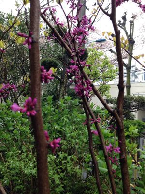 庭の花_b0132442_16222779.jpg