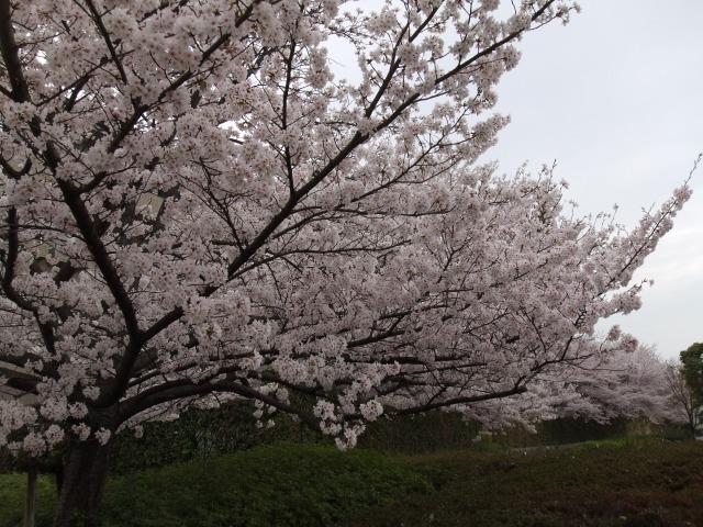 満開のタイミングに雨？？？_f0068649_20143994.jpg