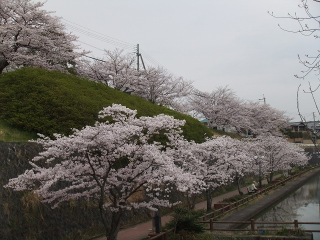 満開のタイミングに雨？？？_f0068649_20233471.jpg