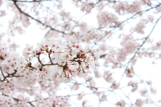 桜トンネル_c0177951_14515100.jpg