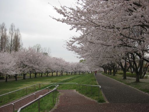 水上公園の桜をもう一枚_b0115553_1046444.jpg