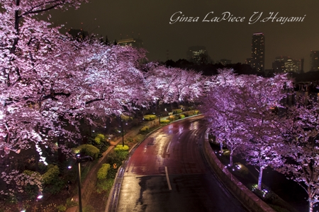 花のある風景 桜の季節 大雨満開桜夜景_b0133053_0205449.jpg