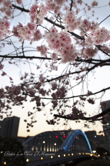 花のある風景　早咲き桜　大寒桜と永代橋_b0133053_5261835.jpg