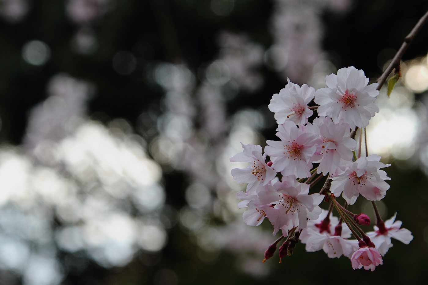 SAKURA 2013 Part2_c0152553_2013849.jpg