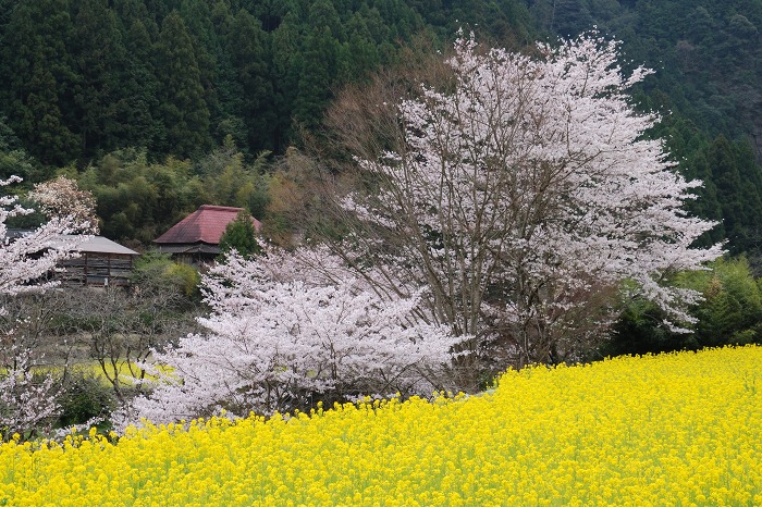 菜の花と桜_f0032753_20343467.jpg