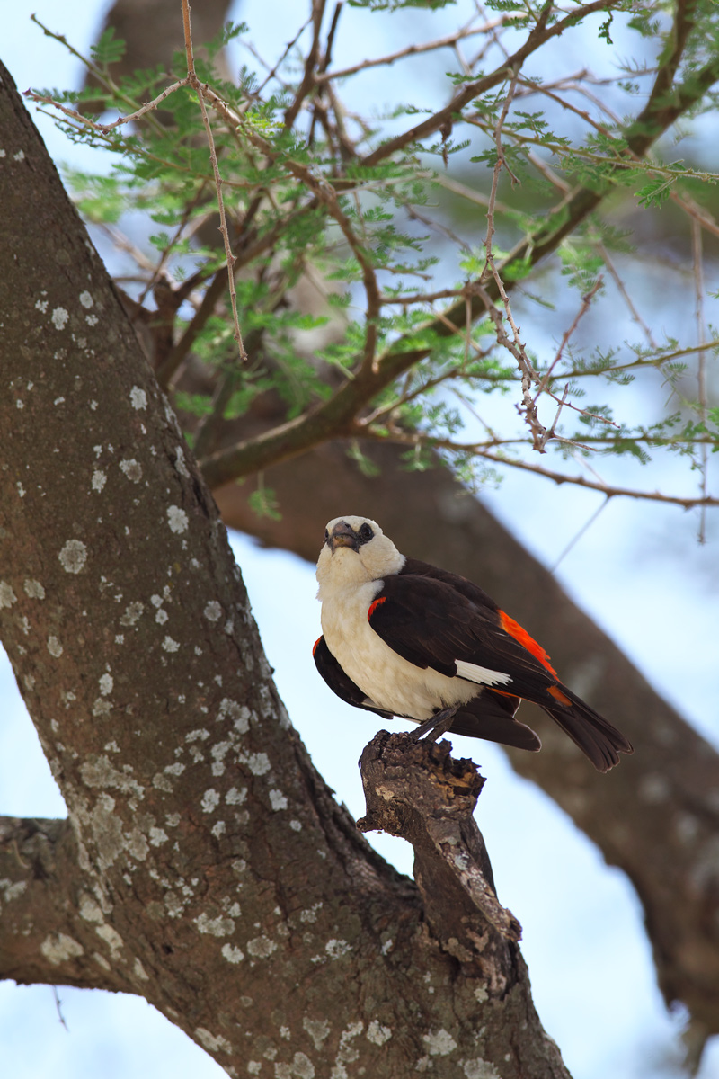 シロガシラウシハタオリ（White-headed Buffalo-Weaver ）_d0013455_10224753.jpg