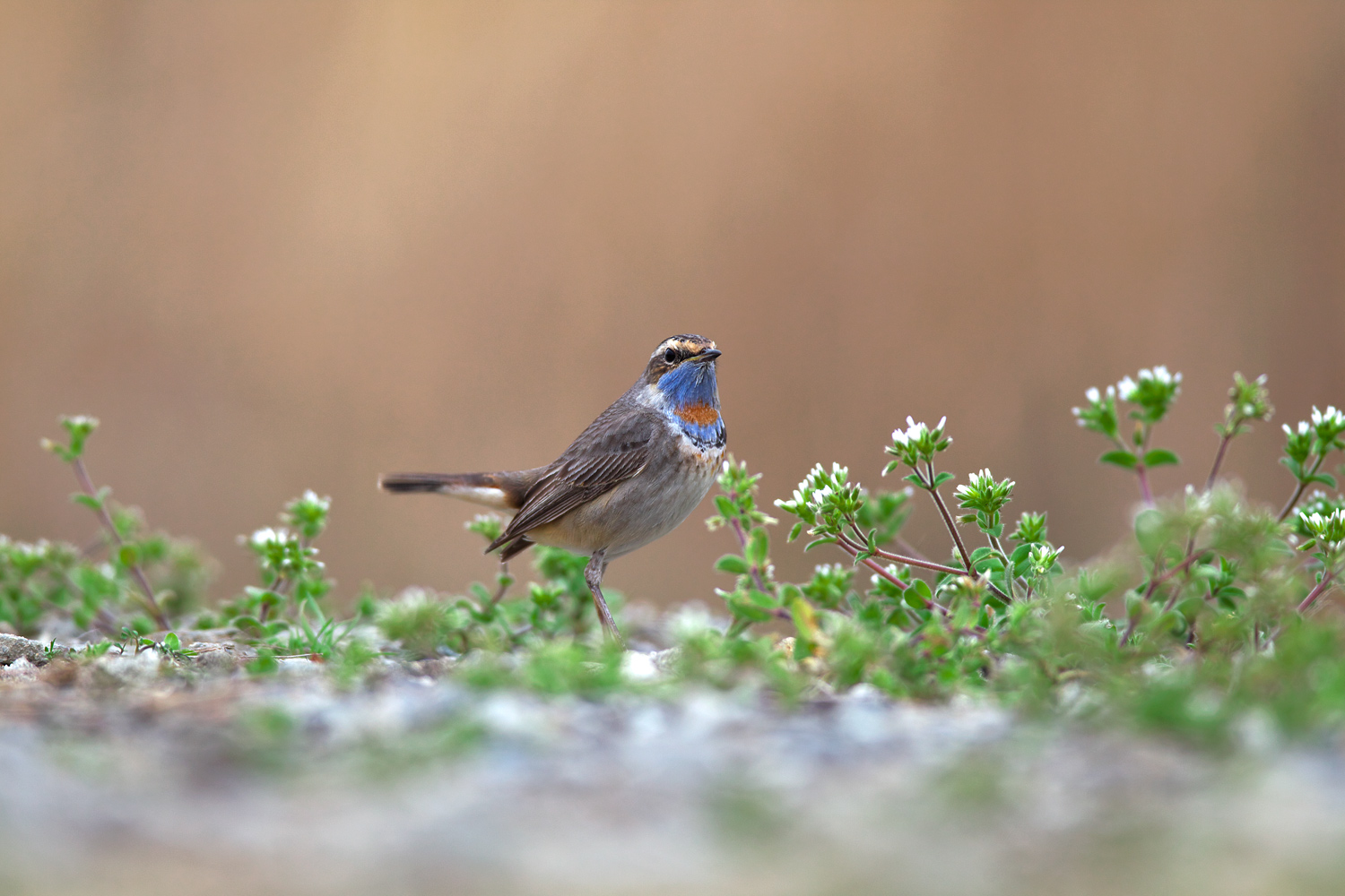 オガワコマドリ（Bluethroat）_d0013455_648493.jpg