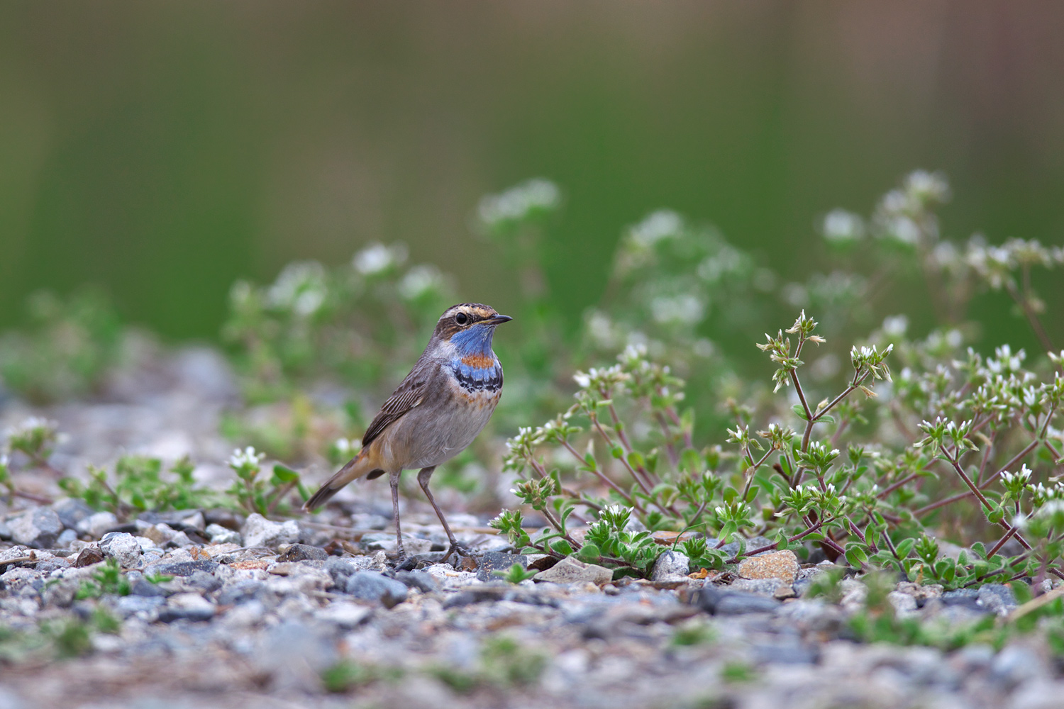 オガワコマドリ（Bluethroat）_d0013455_6541562.jpg