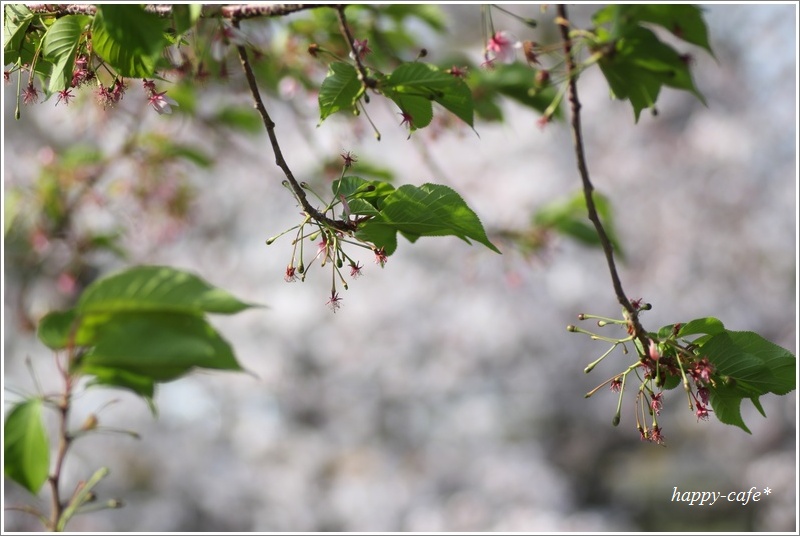 河津桜のさくらんぼ♪_a0167759_20551276.jpg