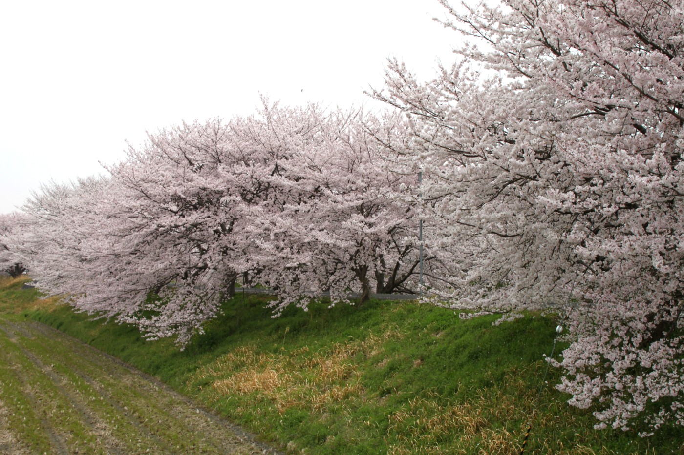 ＳＡＫＵＲＡ・・・浄化センター編_d0161959_1133243.jpg