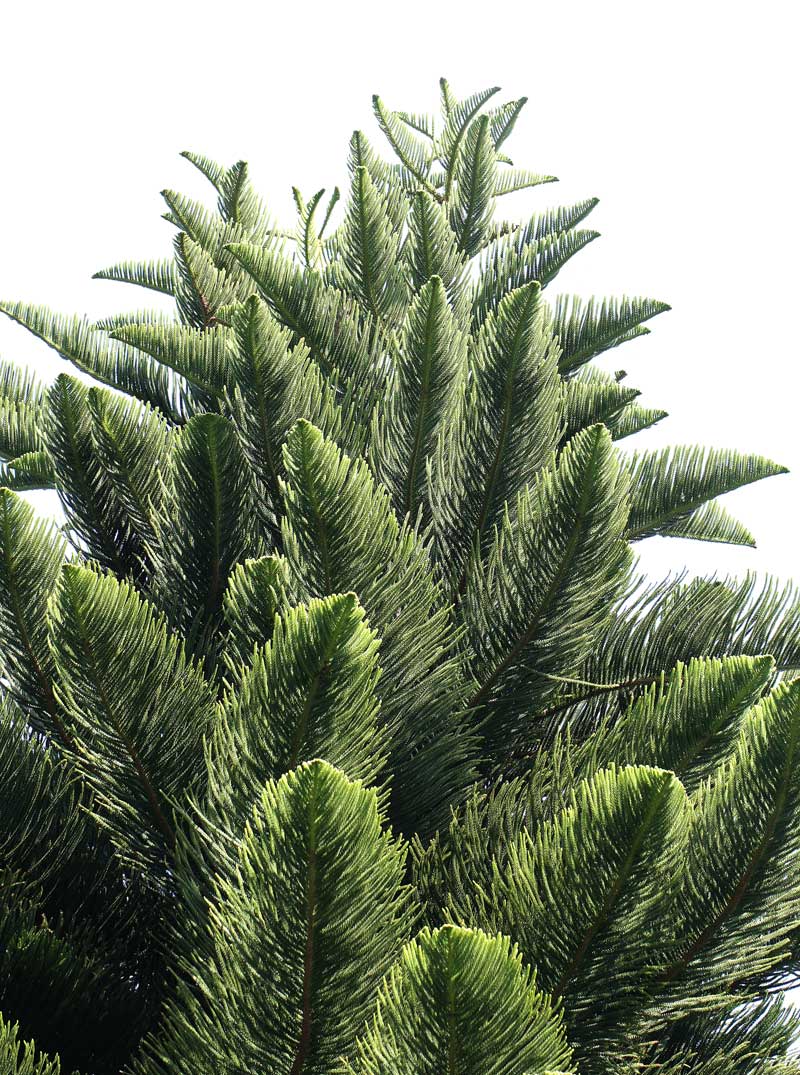 シマナンヨウスギ ノーフォークマツ Araucaria Heterophylla 鳥平の自然だより 植物編 シマナンヨウスギ ノーフォークマツ Araucaria Heterophylla 鳥平の自然だより 植物編