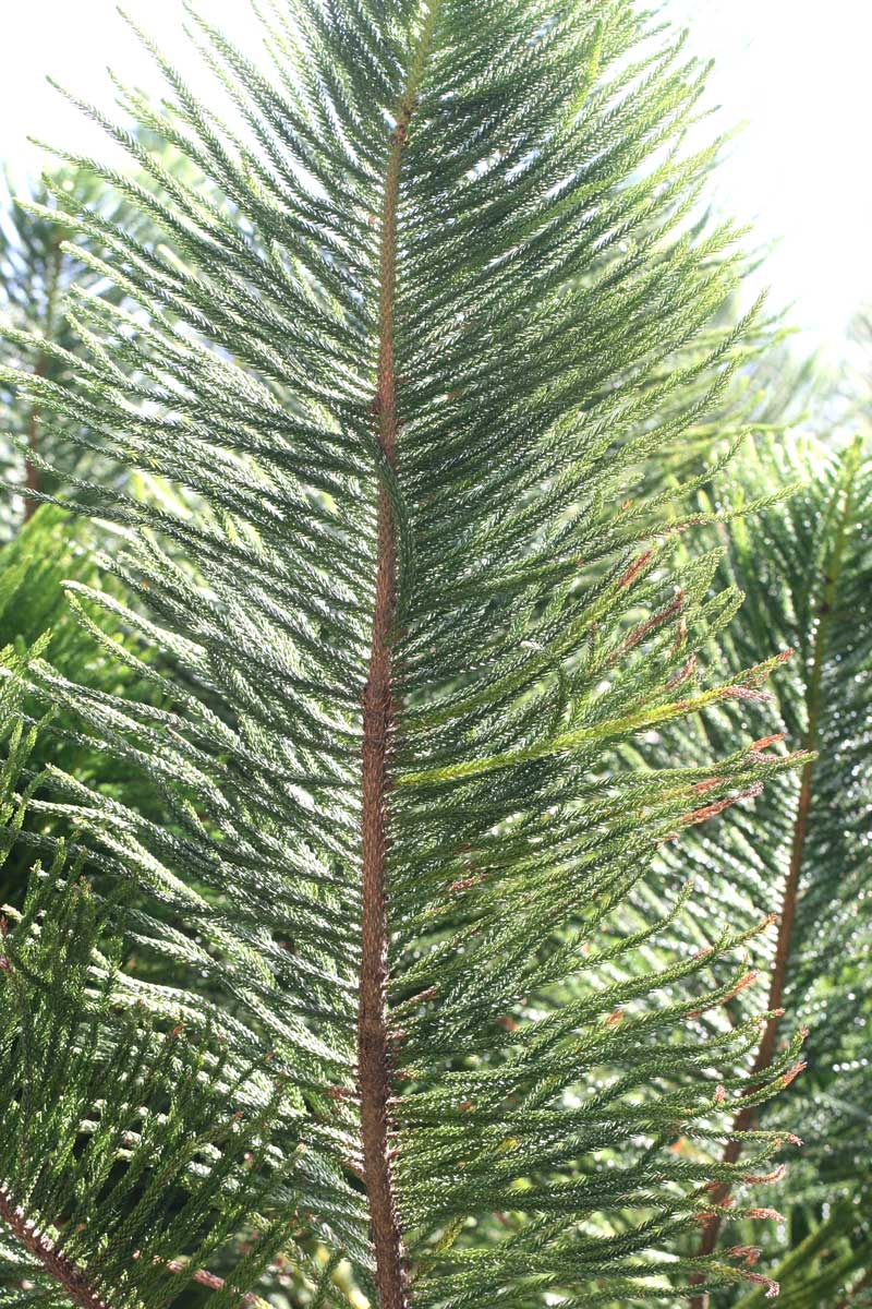 シマナンヨウスギ ノーフォークマツ Araucaria Heterophylla 鳥平の自然だより 植物編 シマナンヨウスギ ノーフォークマツ Araucaria Heterophylla 鳥平の自然だより 植物編