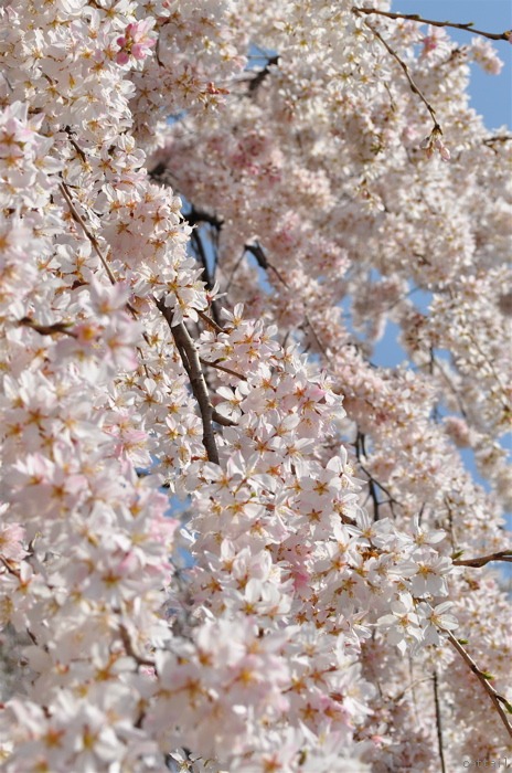 e0125762_1226388.jpg