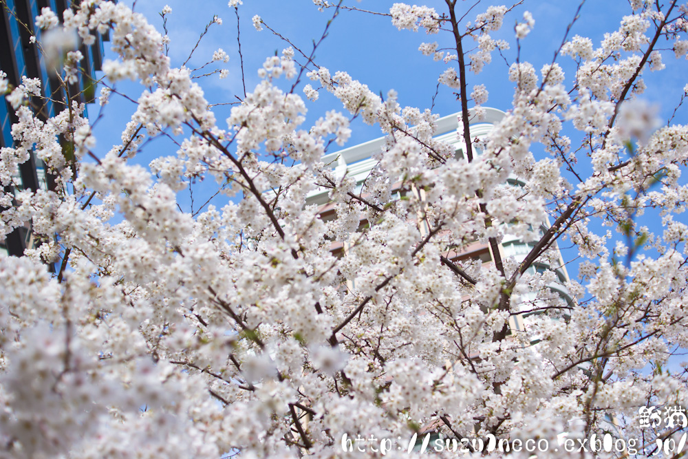 目黒川の桜_a0248663_8115831.jpg