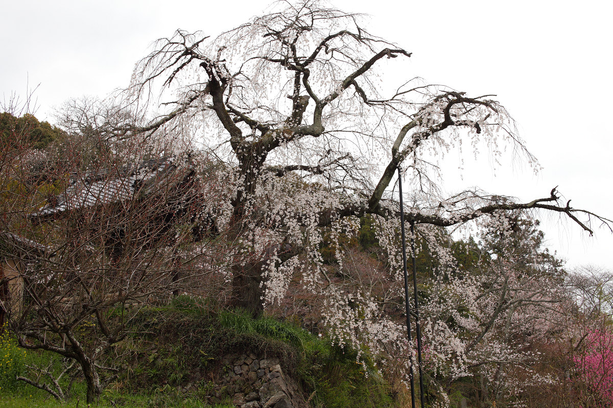 桜 2013 <京都　地蔵禅院>  _f0021869_2313751.jpg