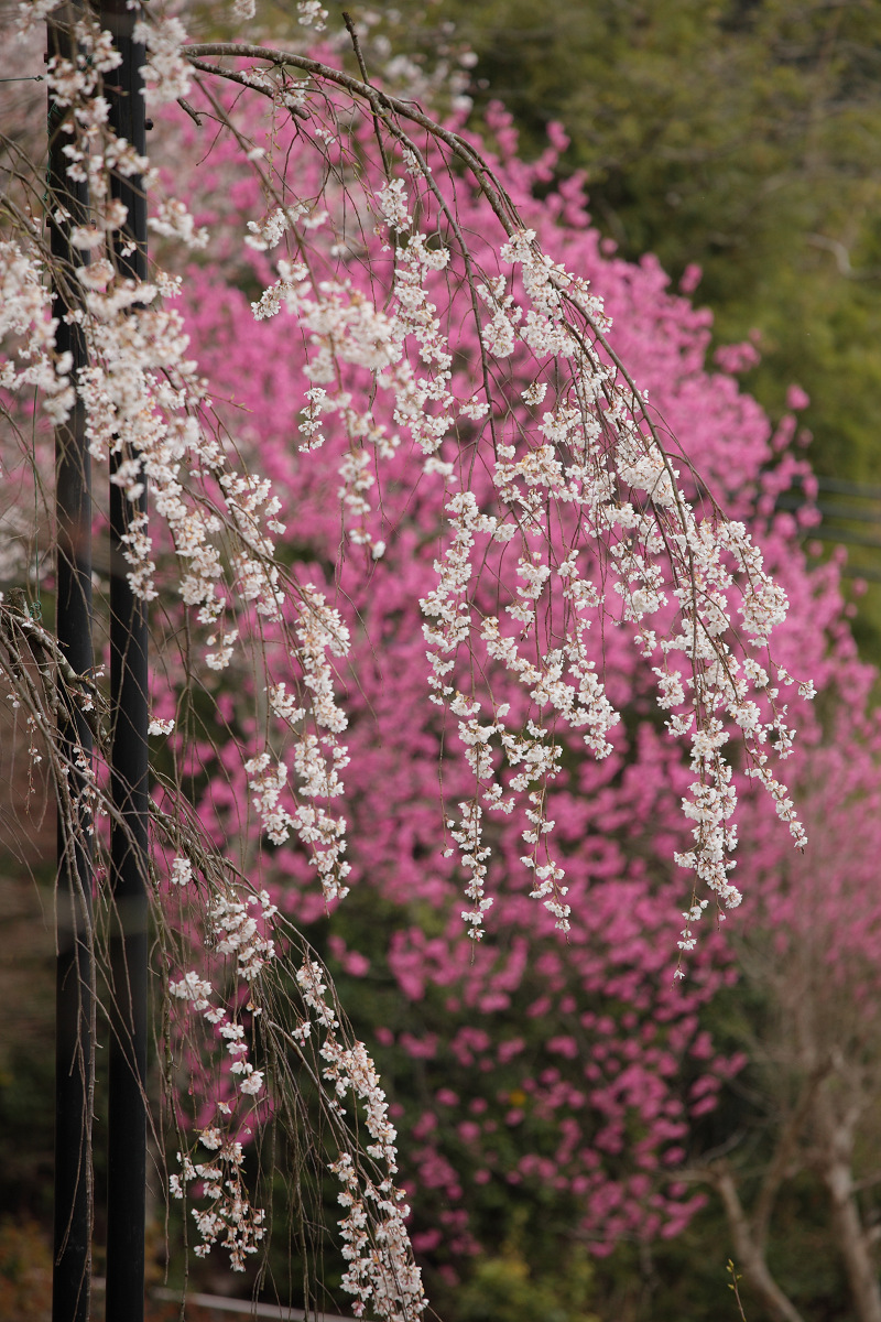 桜 2013 <京都　地蔵禅院>  _f0021869_23141629.jpg