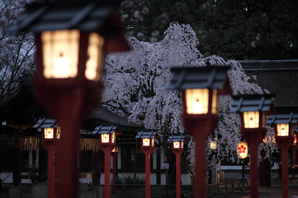 桜 2013 <京都　平野神社> _f0021869_23173868.jpg