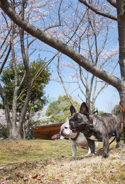 恒例の鴻ノ池運動公園へお花見_a0118270_13234664.jpg