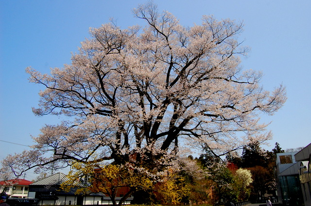 地元の桜2013_d0172270_12618.jpg