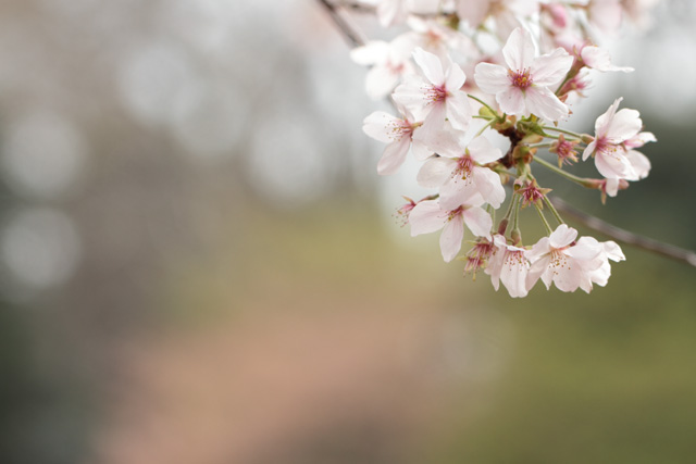 さくら・サクラ・桜_d0251171_20131846.jpg