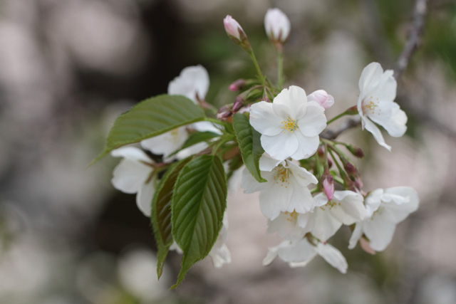 さくら・サクラ・桜_d0251171_20133883.jpg