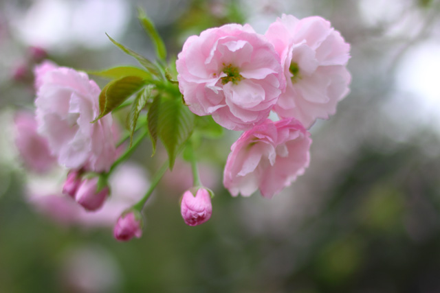 さくら・サクラ・桜_d0251171_2014221.jpg