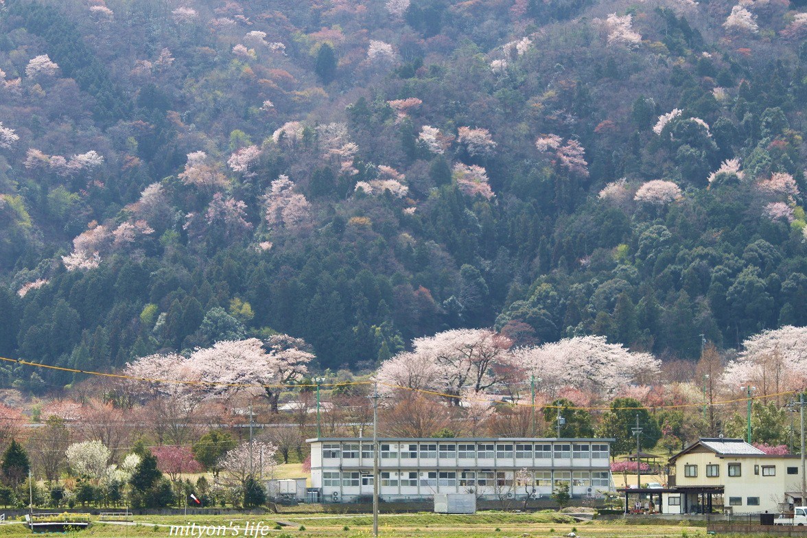 霞間ヶ渓と大津谷の桜..φ(＾∀＾*)ﾉ_e0283472_23331224.jpg