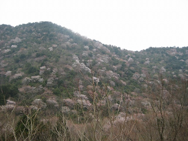 山桜巡り_e0181373_21474523.jpg