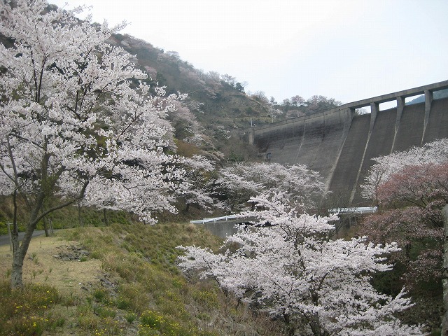 山桜巡り_e0181373_2148357.jpg